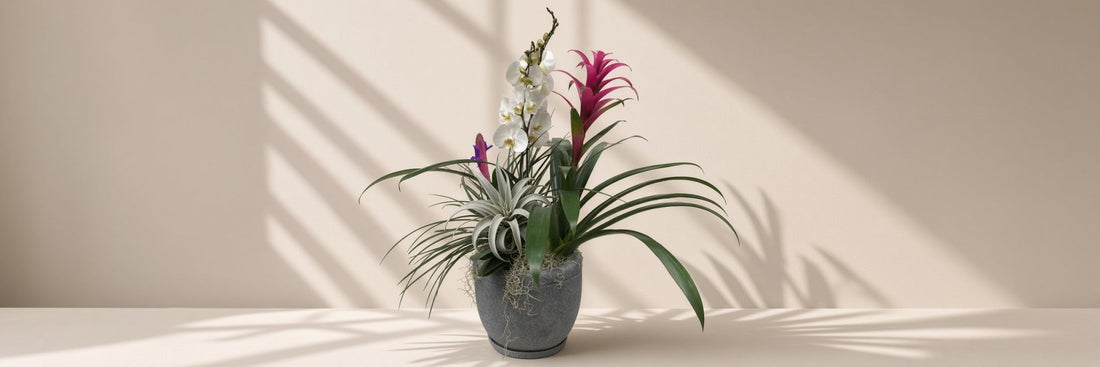 Arreglo de bromelia y tillandsia sobre fondo crema en estudio minimalista
