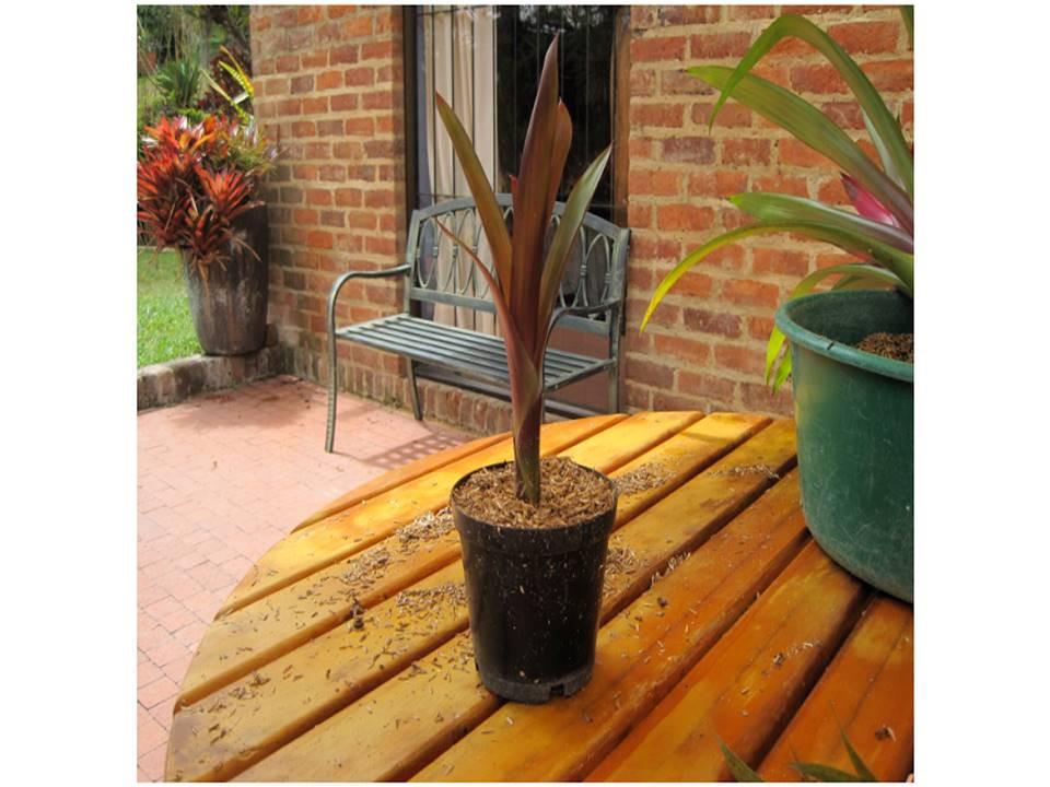 Bromelias - Traslado de hijos