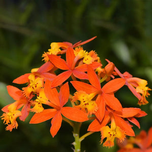 Las Orquídeas más Comunes de Colombia: Guía de Especies Nativas