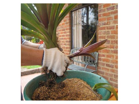 Descubriendo las diferentes técnicas de propagación de las bromelias: ¡Multiplica su belleza en tu propio jardín!