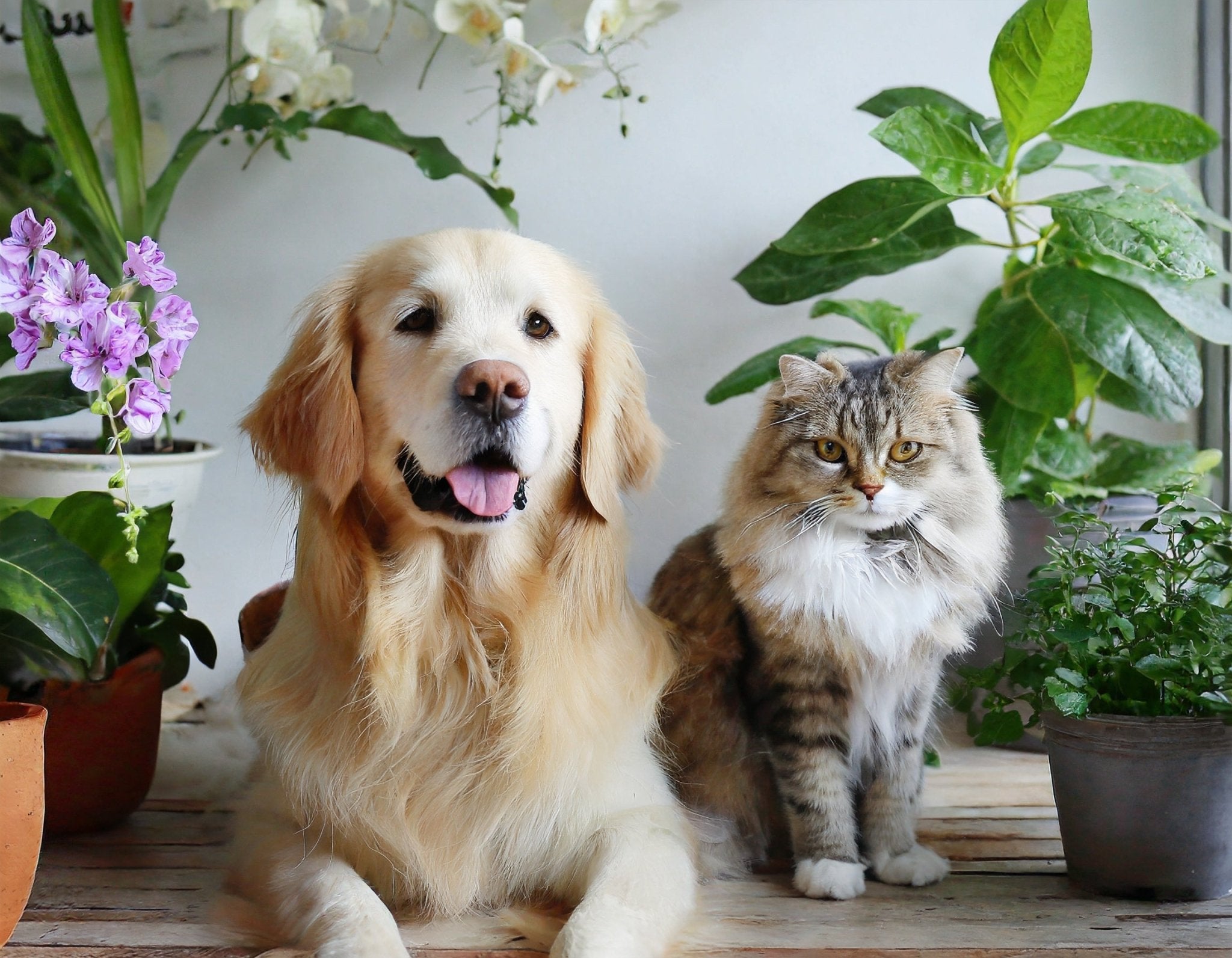 Un hogar verde y seguro para tus amigos peludos: Las mejores plantas para mascotas