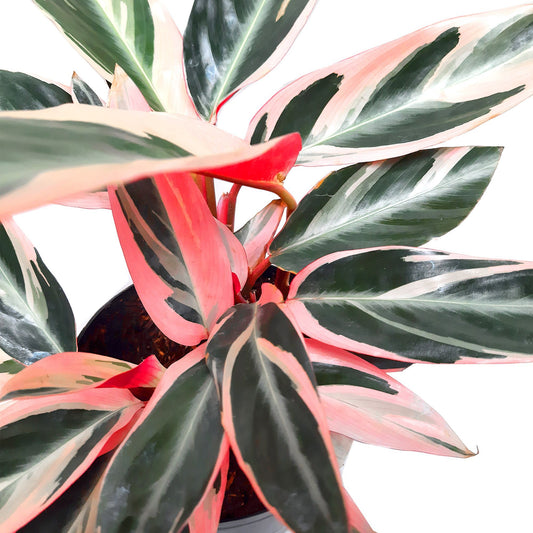 Cómo Fertilizar Tus Calatheas de Manera Efectiva: Consejos y Recomendaciones