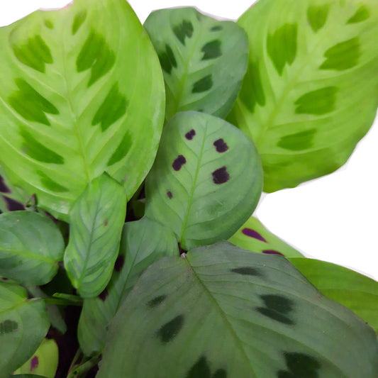 Cómo Solucionar Problemas Comunes en el Cuidado de las Calatheas