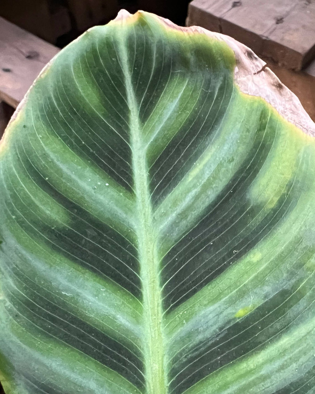 Gua para Solucionar Problemas de Hojas Amarillas en las Calatheas