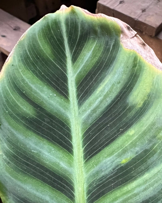 Guía para Solucionar Problemas de Hojas Amarillas en las Calatheas