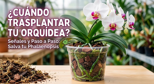 🌸 ¿Cuándo trasplantar mi Orquídea Phalaenopsis? Guía de Experto