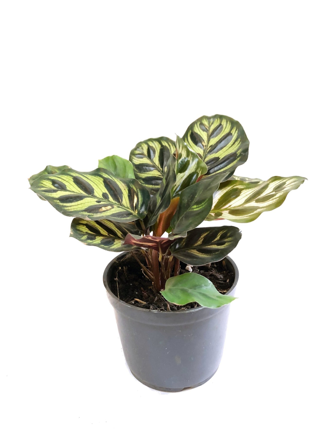 Cuidados y consejos para mantener tus Calatheas saludables
