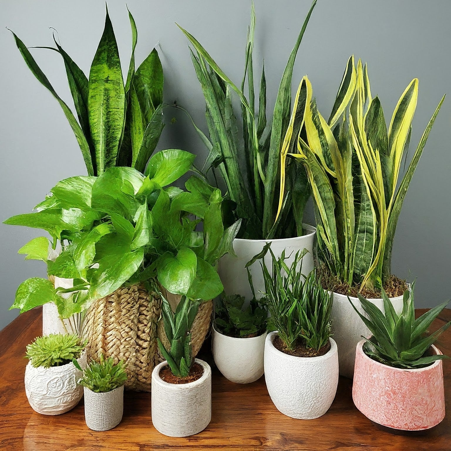 Guía infalible para principiantes: descubre las plantas perfectas para ...