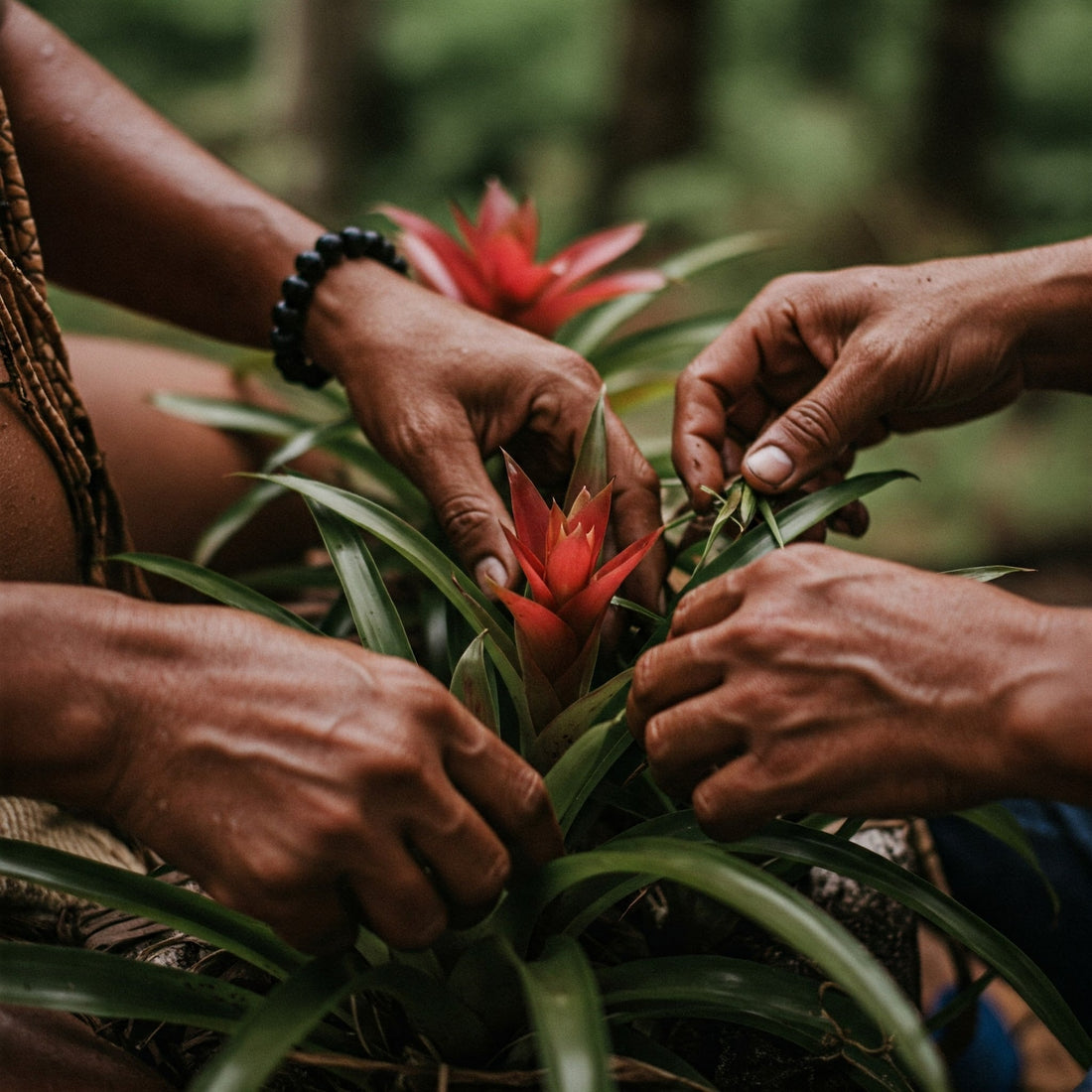 Las bromelias: un tesoro ancestral de los indígenas colombianos