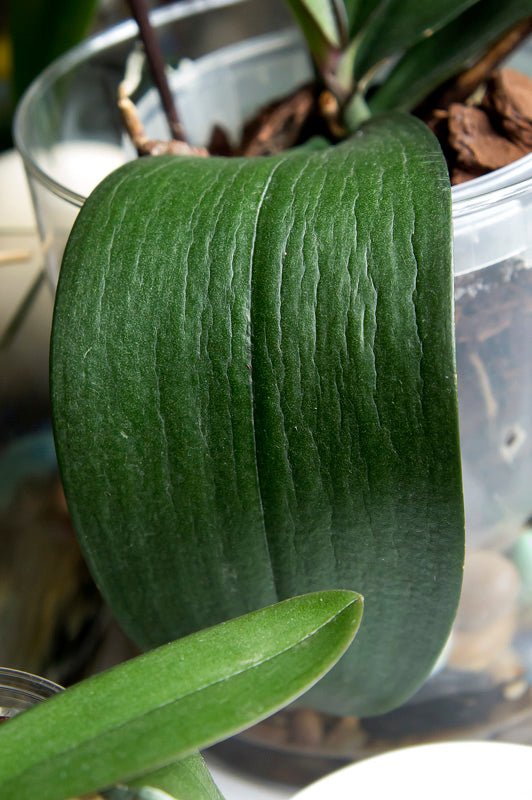 Hojas Arrugadas o Enrolladas en Orquídeas Phalaenopsis: Causas y Soluciones