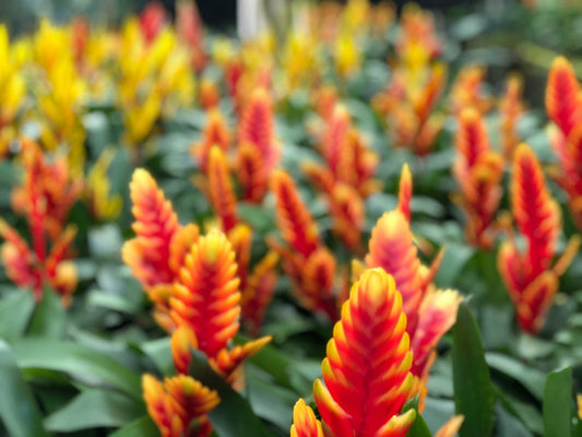 Fascinantes curiosidades sobre las bromelias que debes conocer