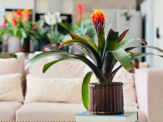Embelleciendo tus espacios interiores con la exótica elegancia de las bromelias