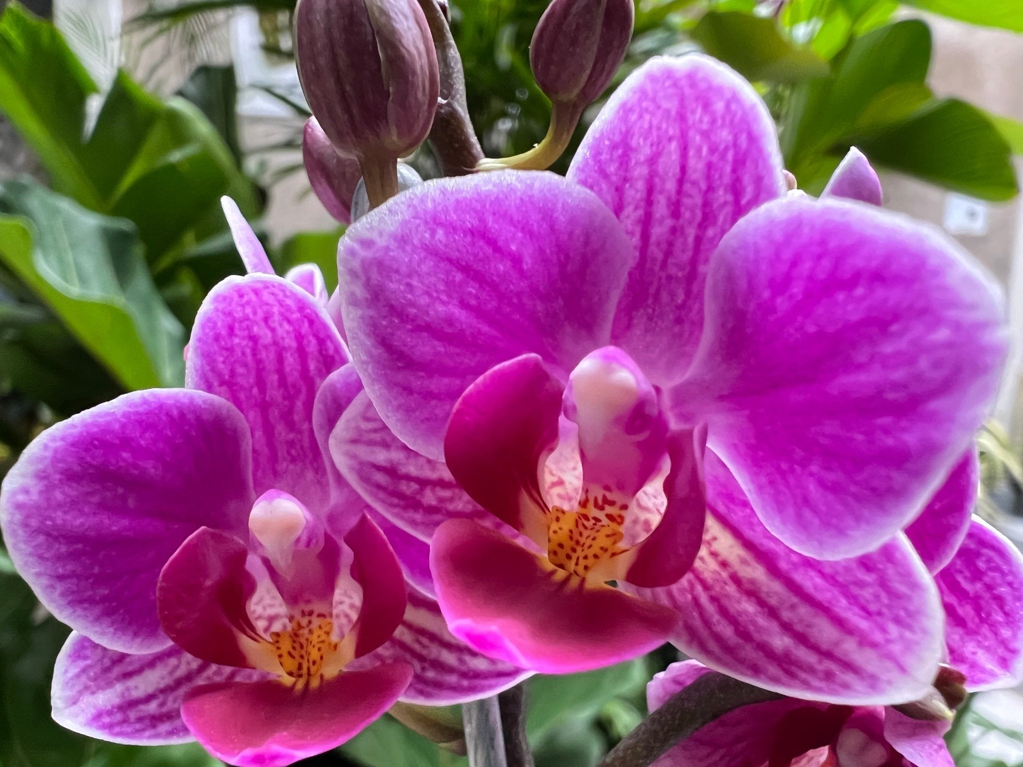 Cuidados básicos de las orquídeas