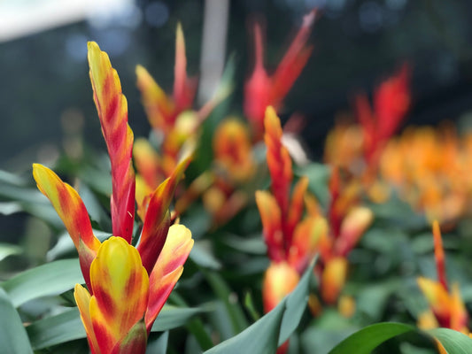 La Elegancia Flamígera en tu Hogar: Descubre el Mundo de la Bromelia Vriesea