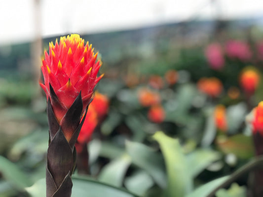 Explorando la diversidad de especies de bromelias: Un vistazo a su encanto único