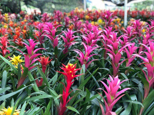 Problemas comunes de las bromelias y cómo solucionarlos