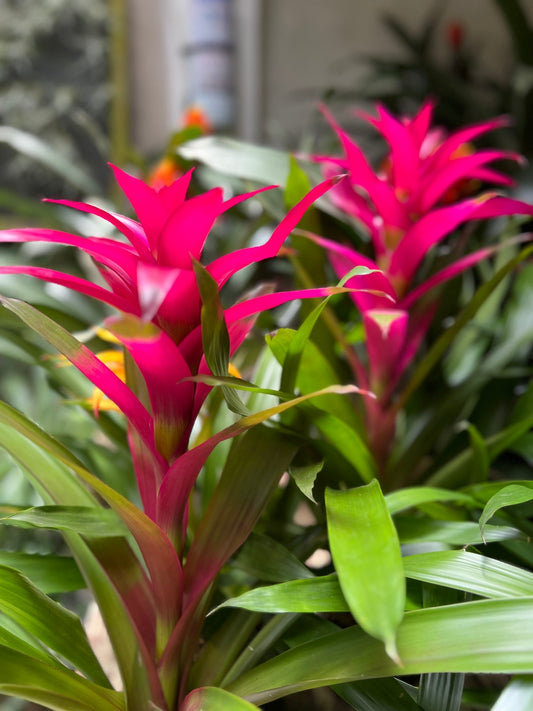 Bromelias: Un vistazo fascinante a estas plantas exóticas