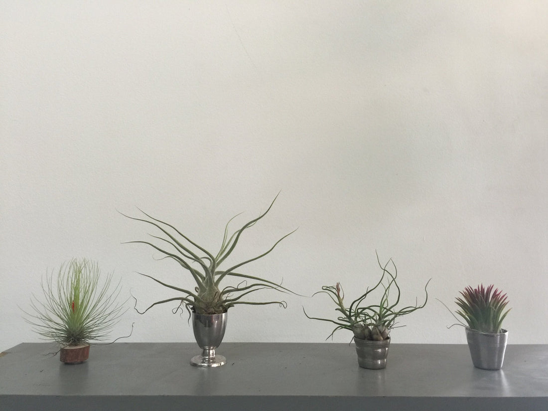 Cuidados básicos de Tillandsias