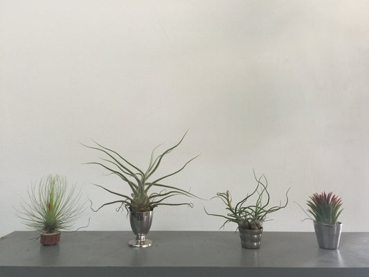 Cuidados básicos de Tillandsias