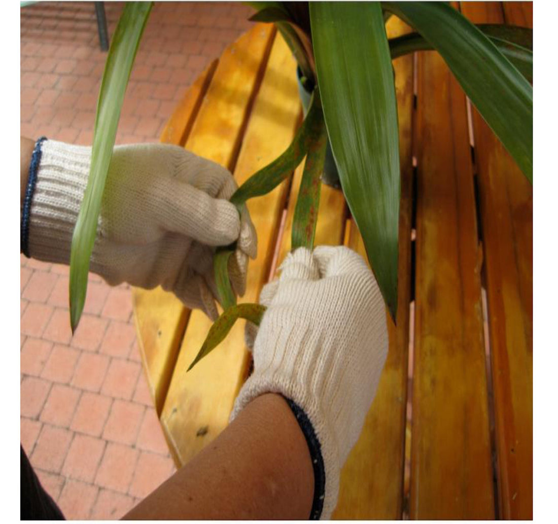 Como quitar las hojas feas de las bromelias
