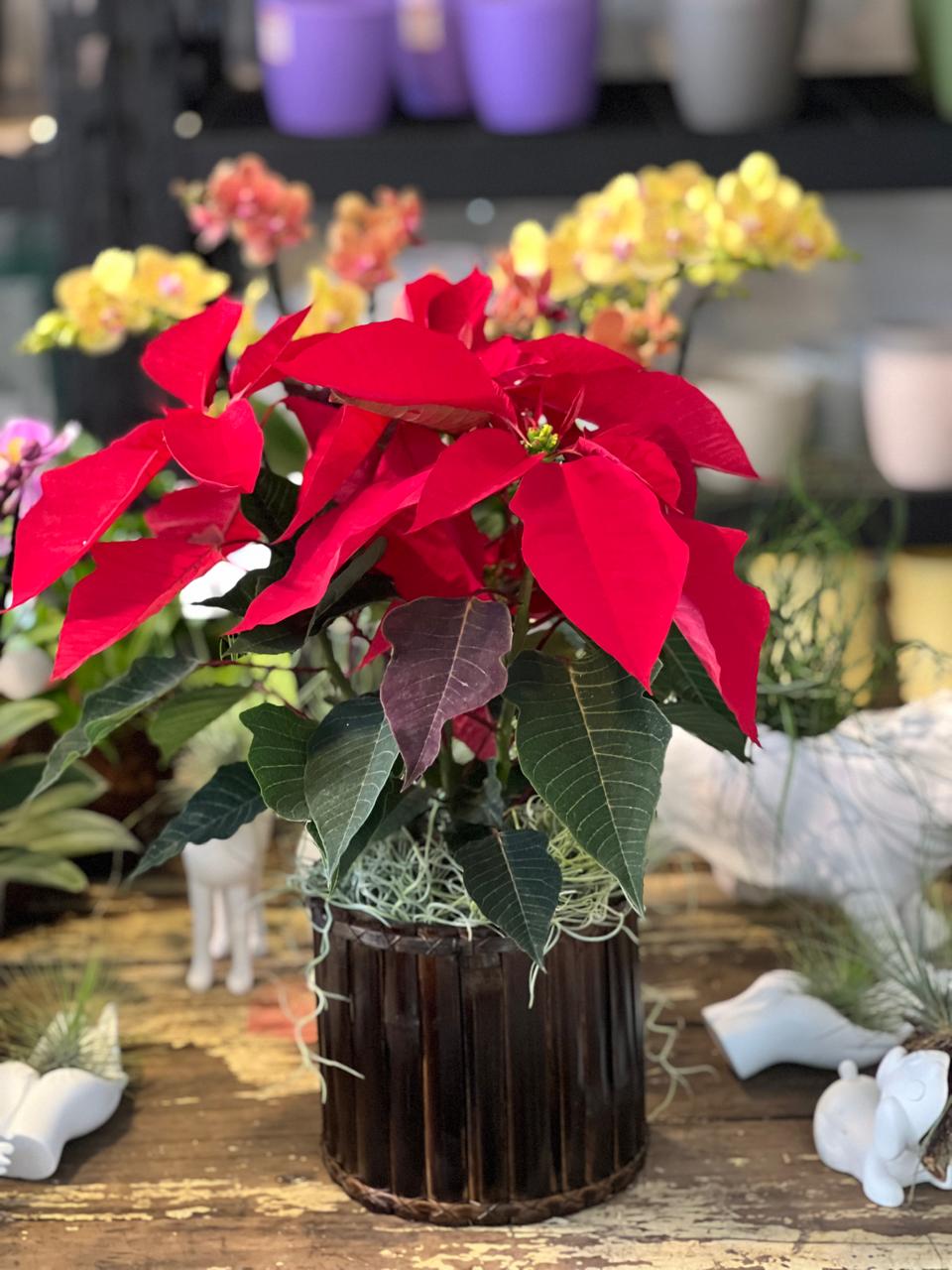 La Poinsettia, la Estrella de la Navidad: Historia, Cuidados y Curiosidades