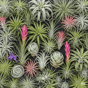 Guía Completa para el Cuidado de tu Tillandsia: Soluciones a los Problemas Comunes