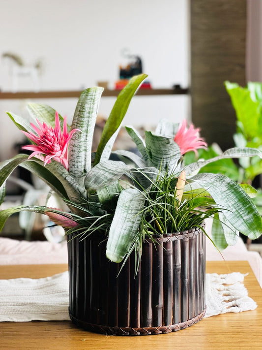 Arreglo de bromelias en canasto de bambú: dos Aechmea fasciata de hojas plateadas y espiga rosada junto a una tillandsia, sobre una mesa de madera