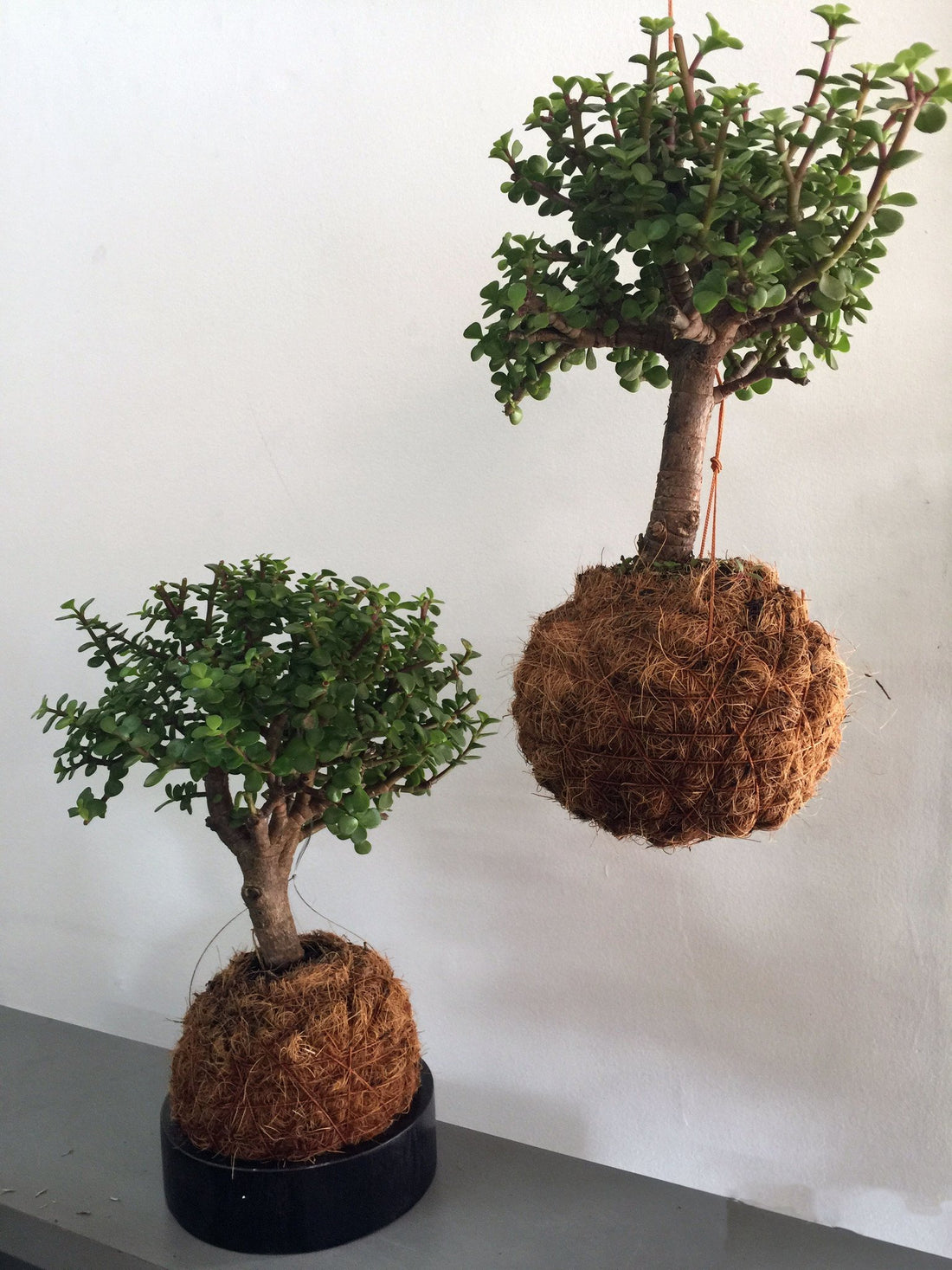 Cuidados bsicos de bonsai "Principito"