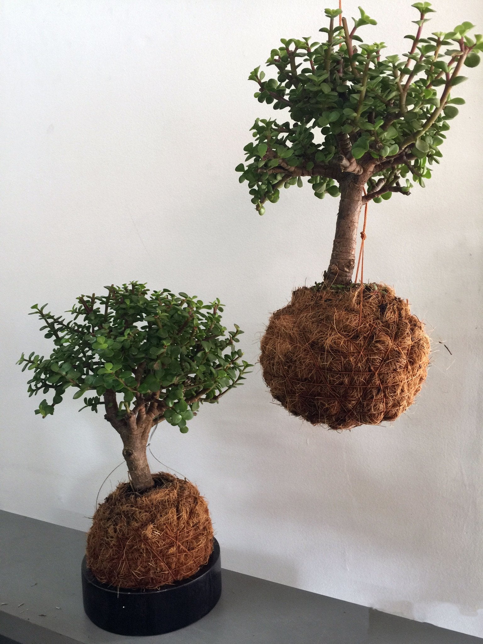 Cuidados básicos de bonsai "Principito"