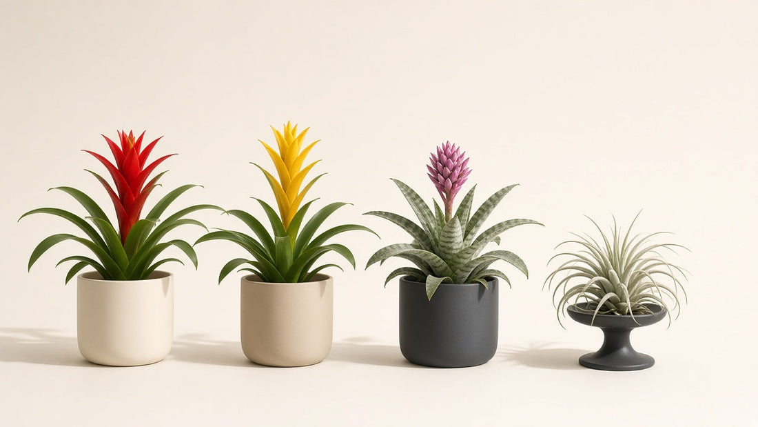 Cuatro bromelias de interior sobre fondo crema: dos de bráctea roja y amarilla, una Aechmea de hojas plateadas y una tillandsia