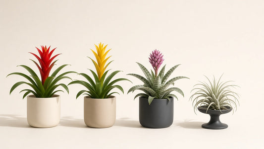 Cuatro bromelias de interior sobre fondo crema: dos de bráctea roja y amarilla, una Aechmea de hojas plateadas y una tillandsia