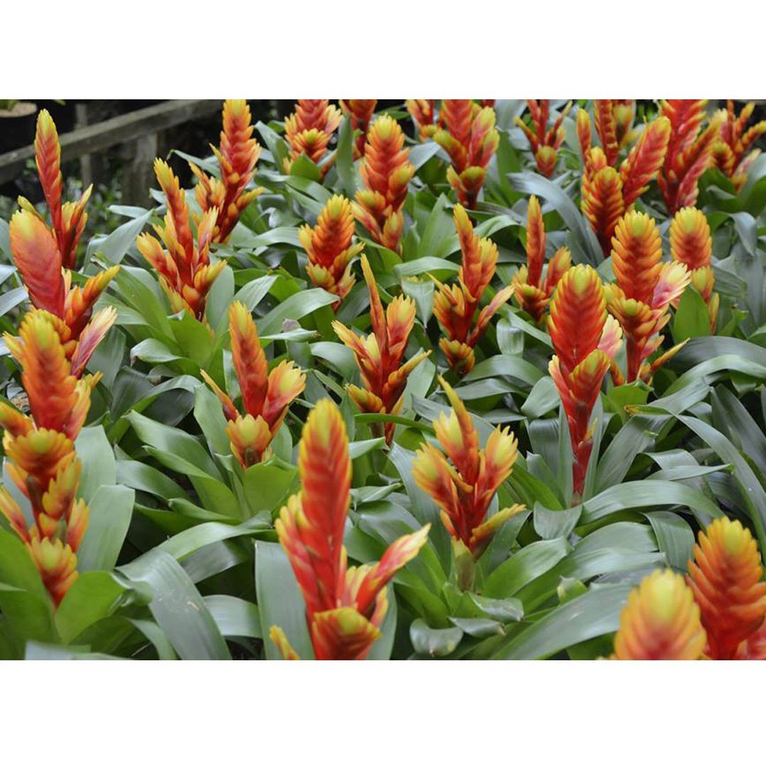 Cuidados Básicos de las Bromelias
