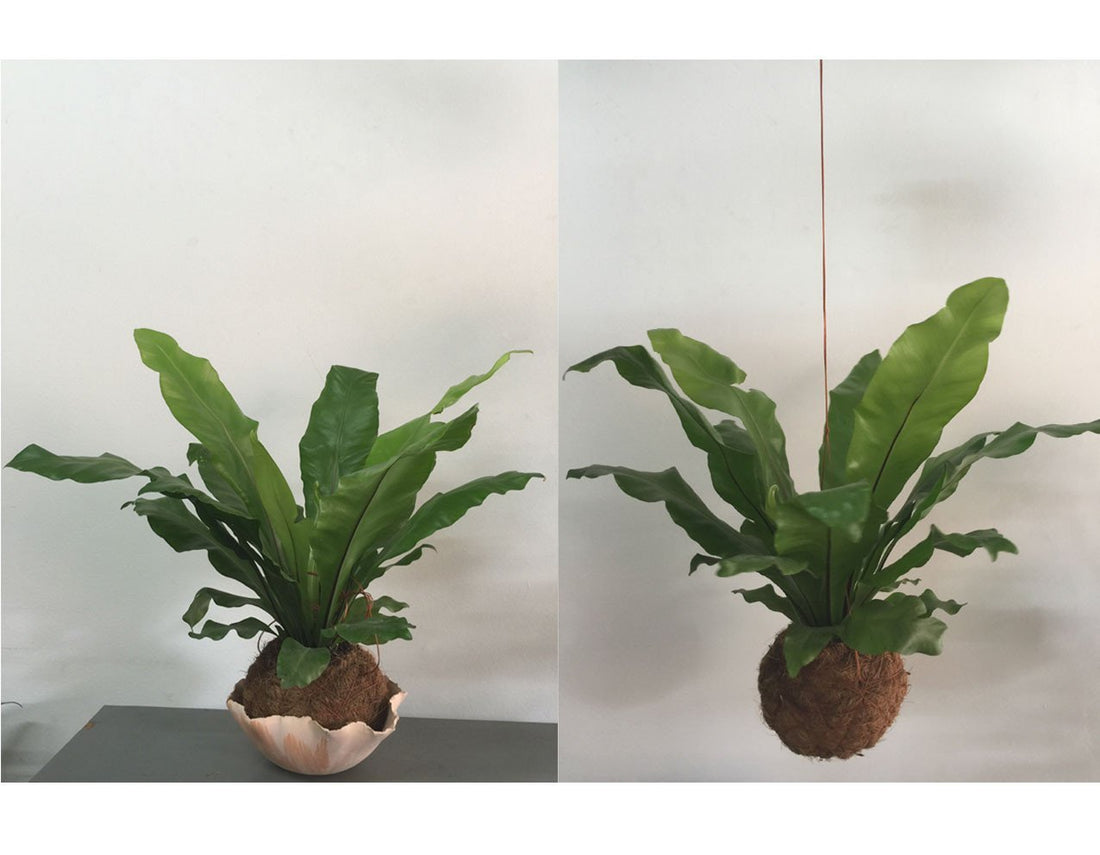 Cuidados básicos de helechos en kokedama