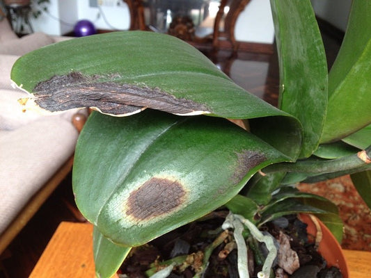 Cómo Identificar, Prevenir y Tratar Enfermedades y Plagas en Orquídeas Phalaenopsis