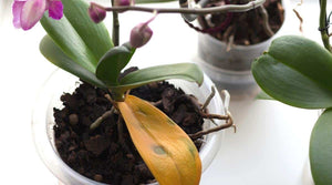 Hojas Amarillas en las Orquídeas Phalaenopsis: Causas y Soluciones