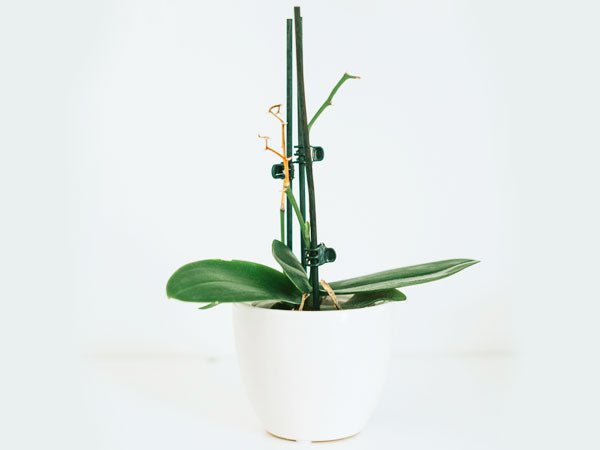 Cómo Estimular la Floración de tus Orquídeas Phalaenopsis: Causas y Soluciones