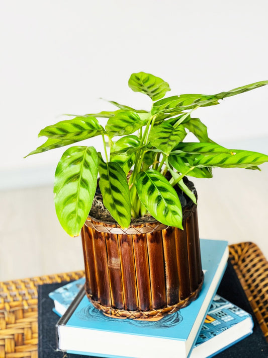 La importancia del riego y la frecuencia ideal para las calatheas