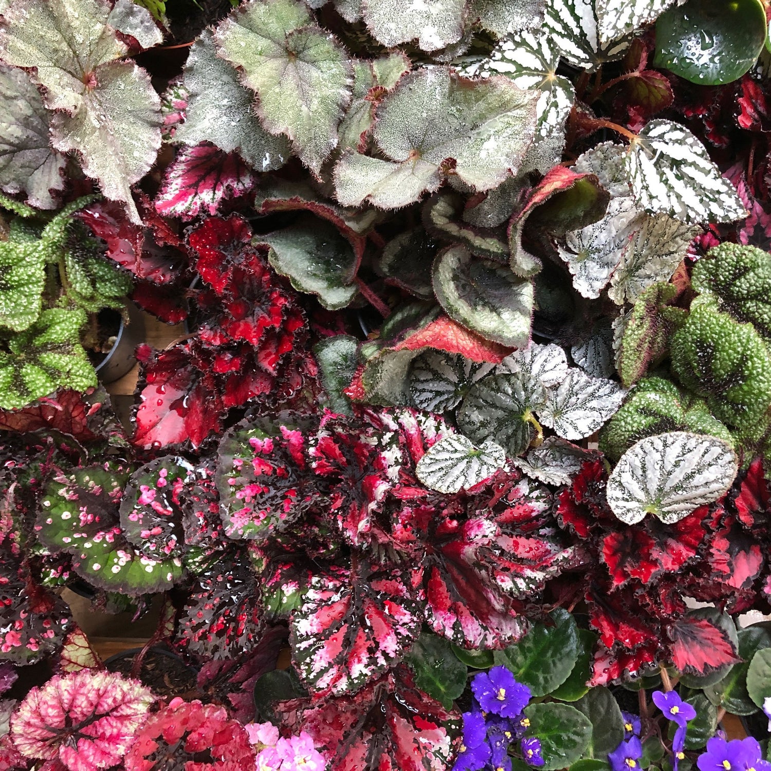 Follajes | Calyx plantas exoticas