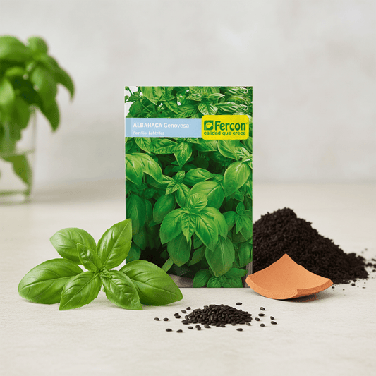 Semillas de Albahaca Genovesa
