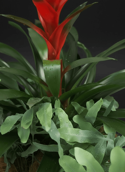 Arreglo una bromelia y helechos