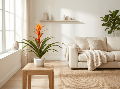 Bromelias Guzmania Naranja