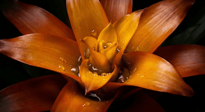 Bromelias Guzmania Naranja