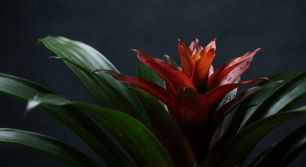 Bromelia Guzmania Roja