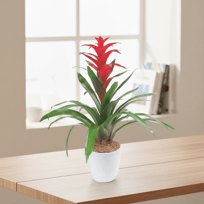 Bromelia Grande de Regalo