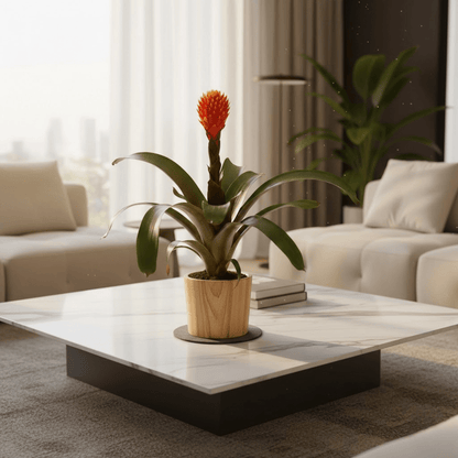 Bromelias Guzmania Conifera