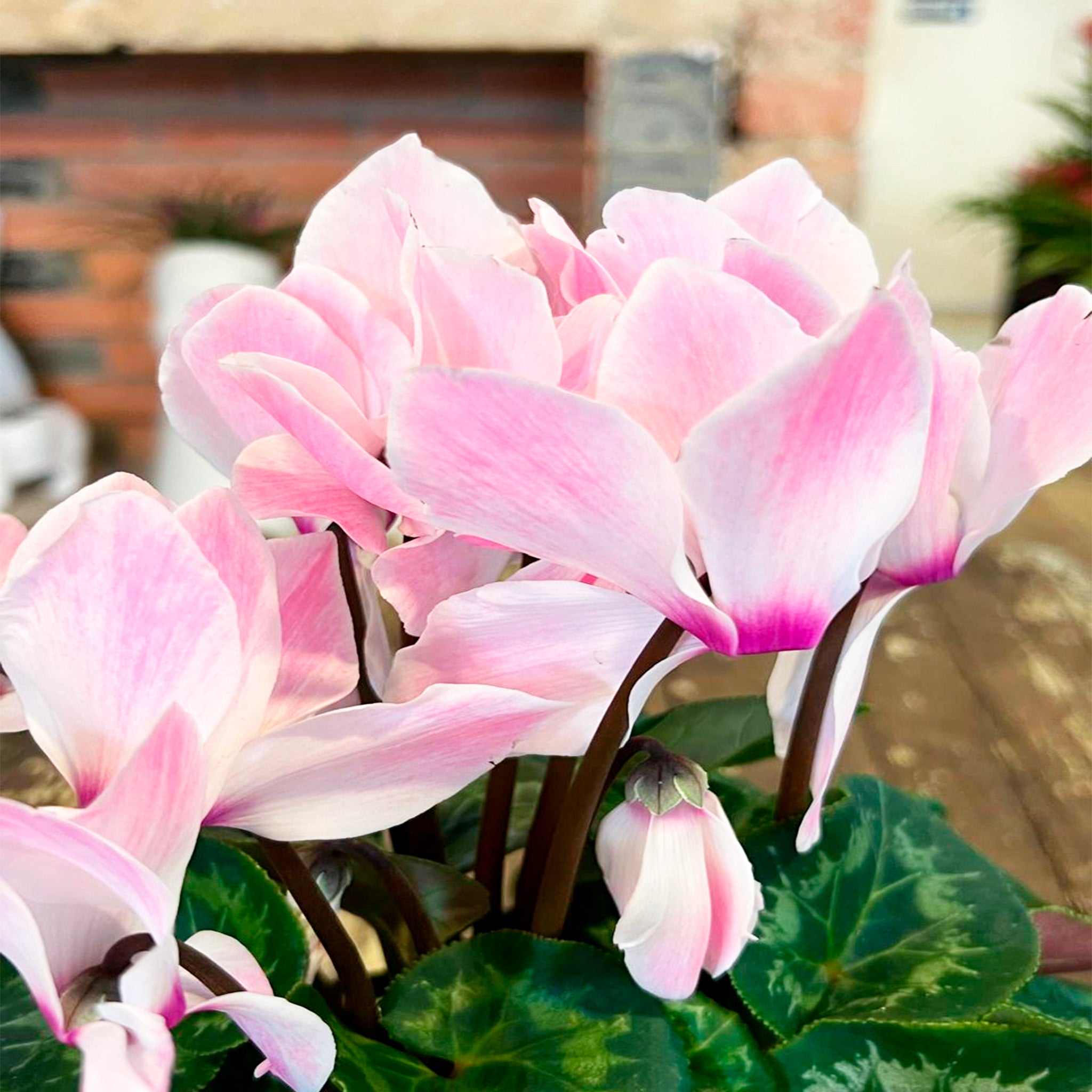 Cyclamen - Violeta de los Alpes