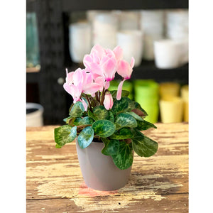 Cyclamen - Violeta de los Alpes