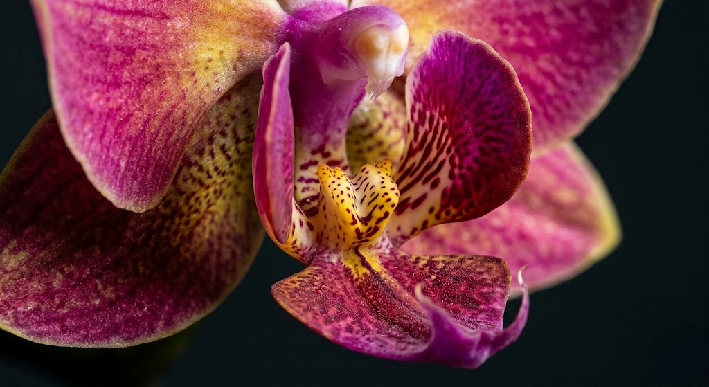 Orquídea Phalaenopsis Mini