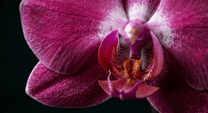 Orquídea Phalaenopsis de dos varas para regalo