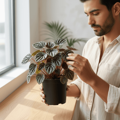 Peperomia Velita Grande